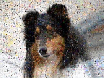 Compose your photo mosaic