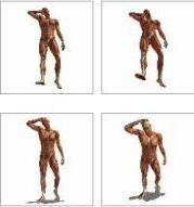 Modelos 3D del cuerpo humano para dibujar o pintar.